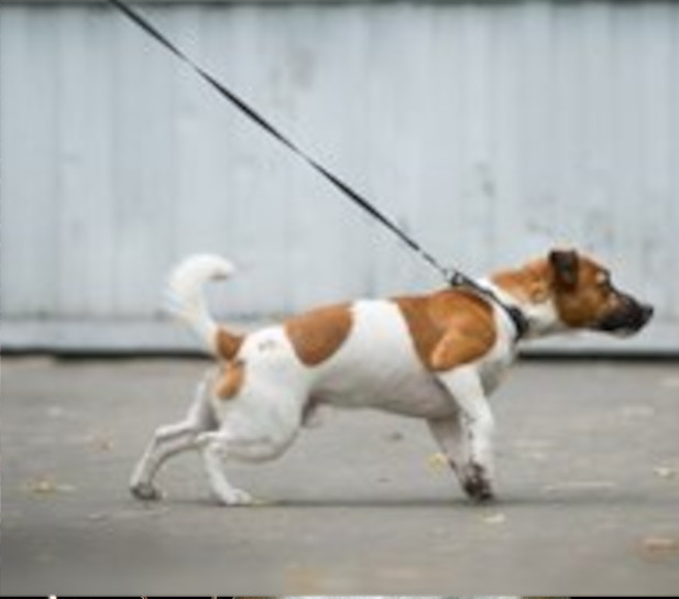 Wandelen zonder trekken