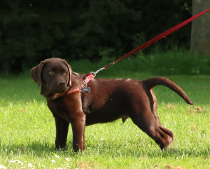 Puppy cursus